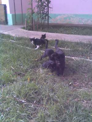 Vand pisicute negre impreuna cu mama lor tot neagra