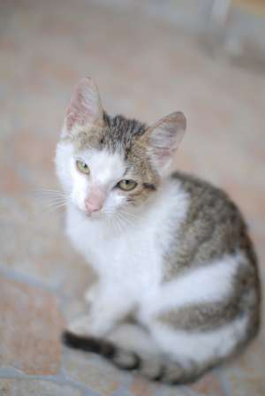 Ofer spre adoptie pui de pisica