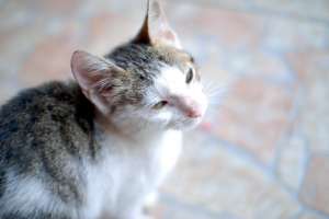 Ofer spre adoptie pui de pisica