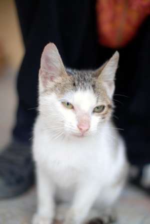 Ofer spre adoptie pui de pisica