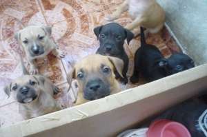 pui amstaff
