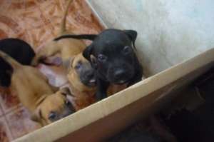 pui amstaff