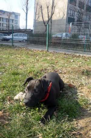 pui amstaff