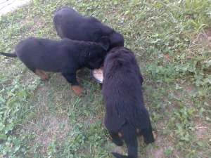 vand puiuti de rottweiler