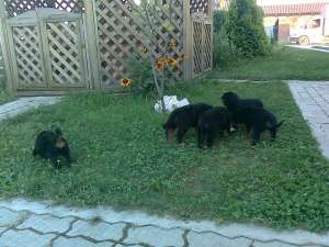 vand puiuti de rottweiler