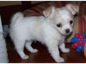 pui frumos Chihuahua să dea afară