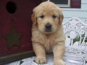 pui frumos Golden Retriever
