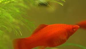 Vand Conconius Barbus Cumingi Xifo Somotei Neon