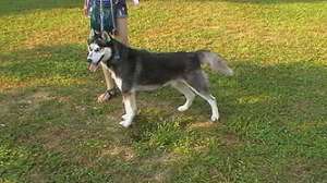 mascul husky pentru monta