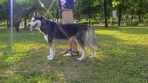 mascul husky pentru monta