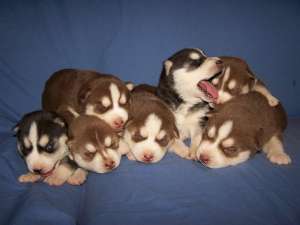 mascul husky pentru monta