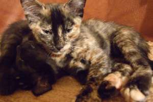 donez 2 pisicute de 3 luni: tigrate negru cu roscat