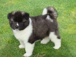 Akita Inu De Exceptie !