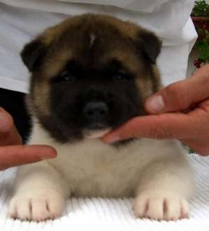 Akita Inu De Exceptie !