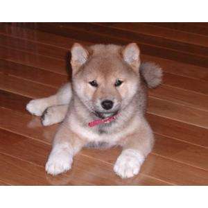 Akita Inu De Exceptie !
