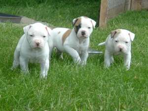 Bulldog American De Exceptie !