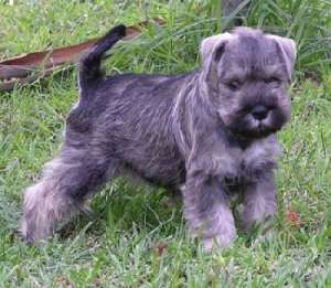 Schnauzer De Exceptie !