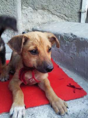 3 catelusi in cautare de casuta