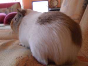 vand porcusor de guineea