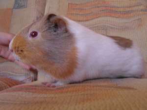 vand porcusor de guineea
