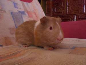 vand porcusor de guineea