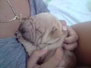 sharpei superbi cu pedigree