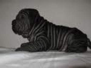 sharpei superbi cu pedigree