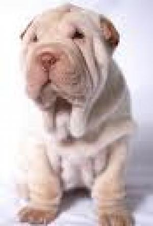 sharpei superbi cu pedigree