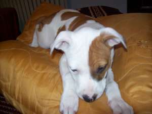 Ofer spre vanzare pui amstaff