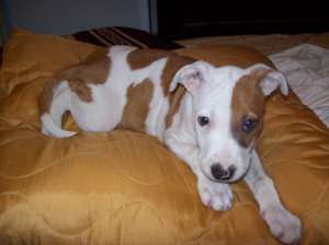 Ofer spre vanzare pui amstaff