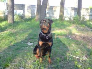 OFER MASCUL ROTTWEILER PTR. MONTA TALIE MARE!