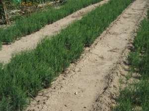Vand Cantitate mare de Tuia ( Thuja )