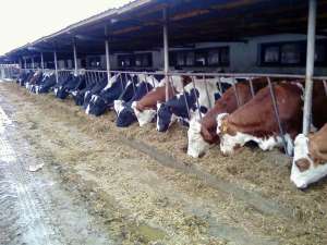 Ferma de vaci de vanzare in jud Buzau