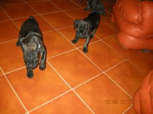 Cane corso Pui de vanzare