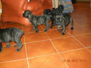 Cane corso Pui de vanzare