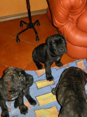 Cane corso Pui de vanzare