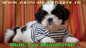 Catei de Apartament cu Pedigree 4 Generatii