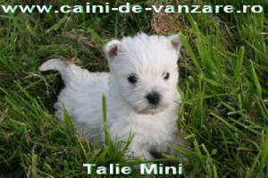 Catei de Apartament cu Pedigree 4 Generatii