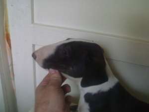 catei bullterrier