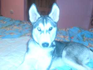 Vand femela husky