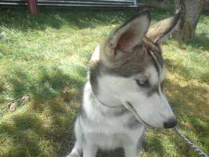 Vand femela husky