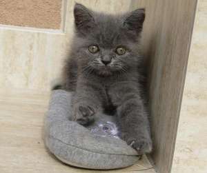 Vand 4 pui BRITISH SHORTHAIR gri