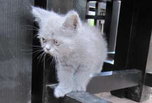 Vand 4 pui BRITISH SHORTHAIR gri