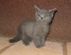 Vand 4 pui BRITISH SHORTHAIR gri