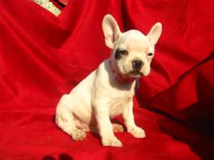 vand catel bulldog francez