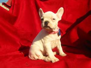 vand catel bulldog francez