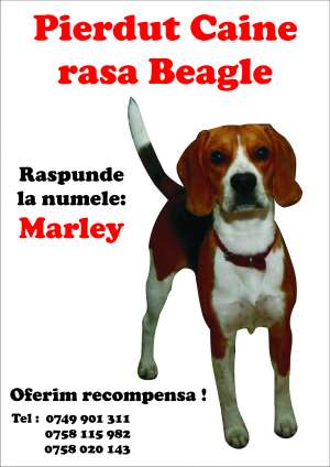 pierdut caine rasa beagle