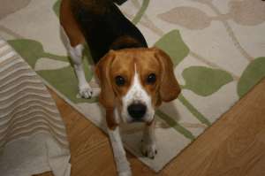 pierdut caine rasa beagle