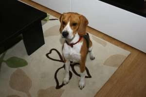 pierdut caine rasa beagle