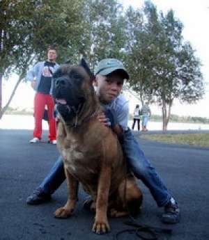 Pui cane corso din MultiCh.Birra